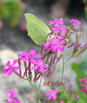 silenka svazčitá - Silene armeria