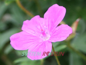 kakost krvavý - Geranium sanguineum