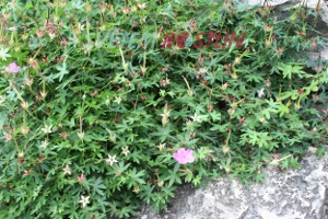 kakost krvavý - Geranium sanguineum