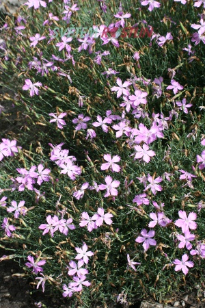hvozdík nardiformis - Dianthus nardiformis