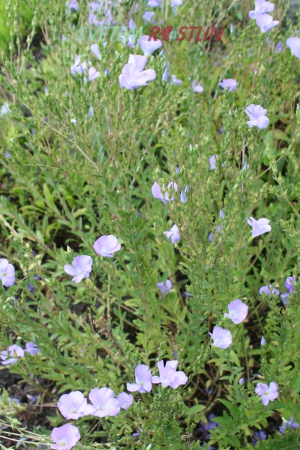 len chlupatý - Linum hirsutum