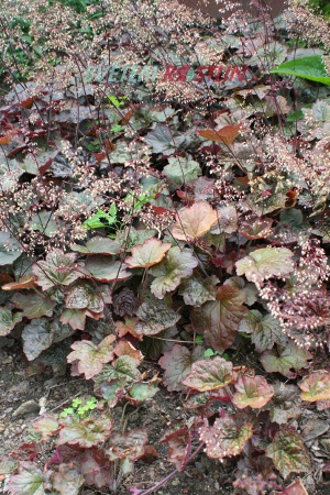 dlužicha Palace Purple - Heuchera micrantha Palace Purple