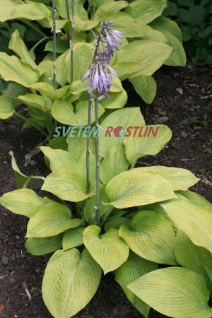 bohyška Gold Regal - Hosta Gold Regal