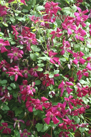 plamének vlašský Rubra - Clematis viticella Rubra