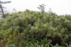 borovice zakrslá - Pinus pumila