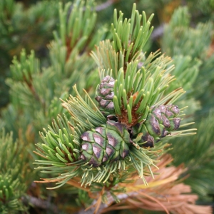 borovice zakrslá - Pinus pumila