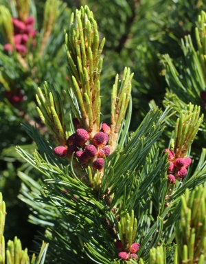 borovice zakrslá - Pinus pumila