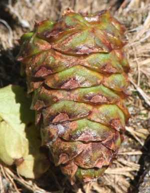 borovice zakrslá - Pinus pumila