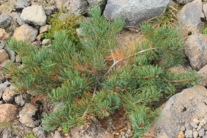 borovice zakrslá - Pinus pumila