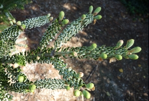 jedle korejská Horstmann's Silberlocke - Abies koreana Horstmann's Silberlocke