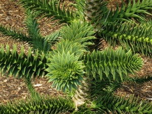 blahočet chilský - Araucaria araucana