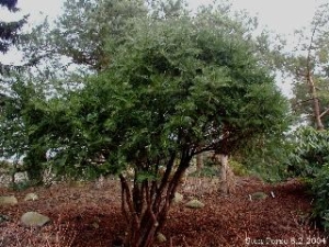 hlavotis peckovitý - Cephalotaxus harringtonia