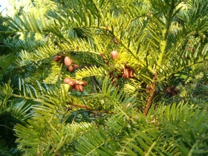 hlavotis peckovitý - Cephalotaxus harringtonia