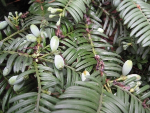 hlavotis peckovitý - Cephalotaxus harringtonia