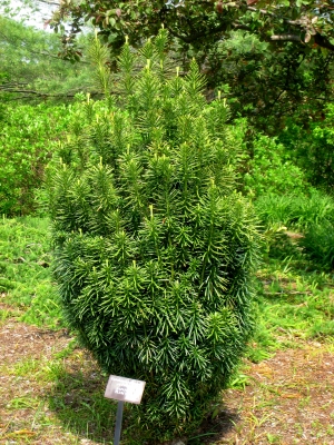 hlavotis peckovitý Fastigiata - Cephalotaxus harringtonia Fastigiata