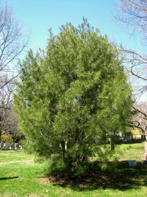 borovice Bungeova - Pinus bungeana