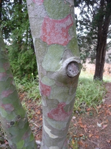 borovice Bungeova - Pinus bungeana