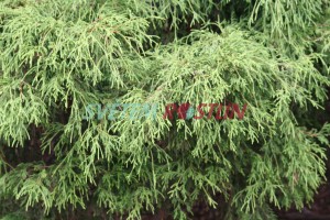 cypřišek hrachonosný Sungold - Chamaecyparis pisifera Sungold