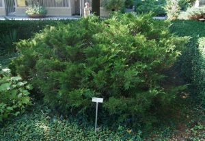 jalovec prostřední Mint Julep - Juniperus × pfitzeriana Mint Julep