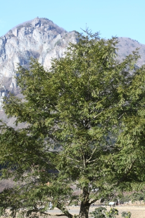 toreja japonská - Torreya nucifera
