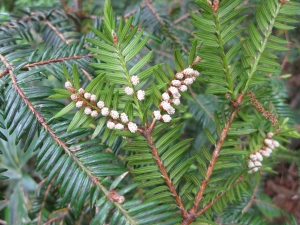 toreja japonská - Torreya nucifera
