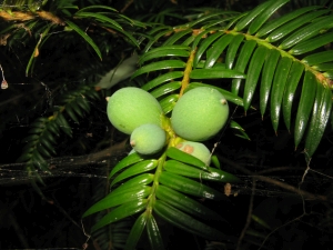 toreja japonská - Torreya nucifera