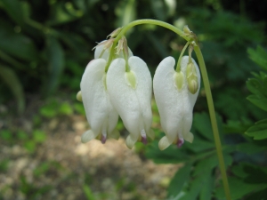 srdcovka zdobná Aurora - Dicentra formosa Aurora