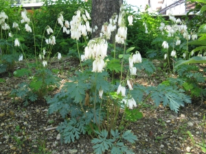 srdcovka zdobná Aurora - Dicentra formosa Aurora