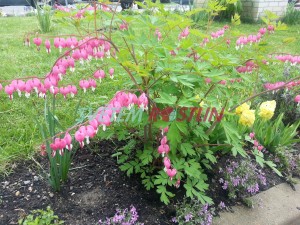 srdcovka nádherná - Dicentra spectabilis