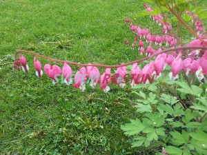 srdcovka nádherná - Dicentra spectabilis