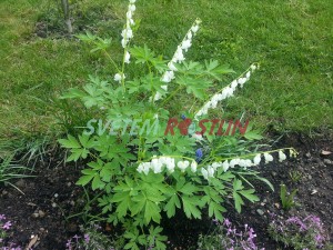 srdcovka nádherná Alba - Dicentra spectabilis Alba