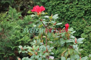 Pěnišník Scarlet Wonder - Rhododendron Scarlet Wonder