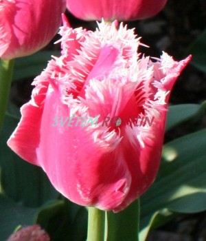 tulipán Bell Song - Tulipa Bell Song