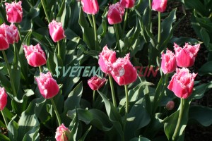 tulipán Bell Song - Tulipa Bell Song