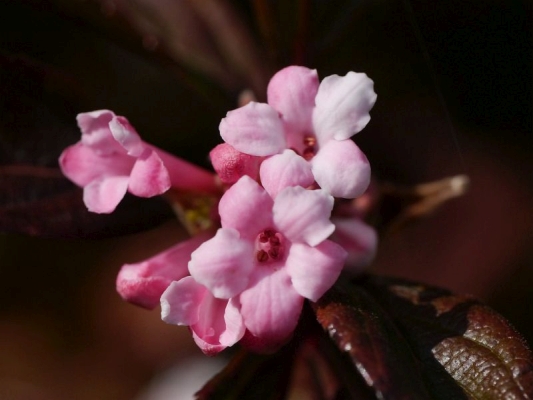 kalina - Viburnum  bodnantense