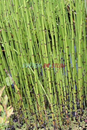 přeslička zimní - Equisetum hyemale var. robustum