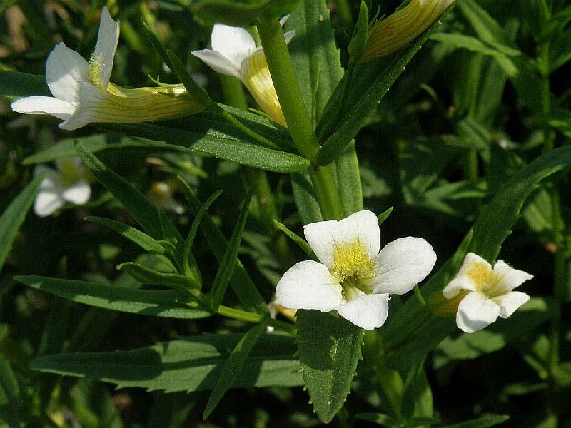 konitrud lkask - Gratiola officinalis
