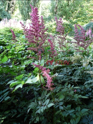 čechrava Salland - Astilbe Salland
