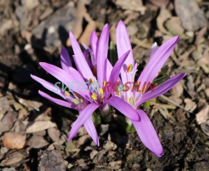 ocúnovec jarní - Colchicum bulbocodium