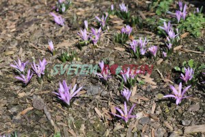ocúnovec jarní - Colchicum bulbocodium