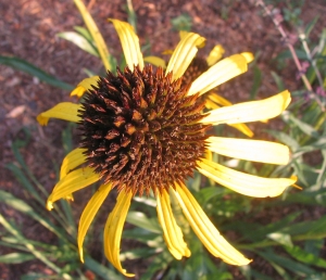 třapatka zvláštní - Echinacea paradoxa
