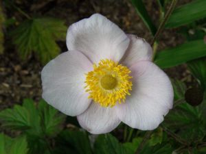 Anemone scabiosa