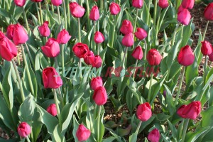 tulipán Purple Rain - Tulipa Purple Rain