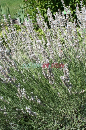 levandule Edelwiess - Lavandula intermedia Edelwiess