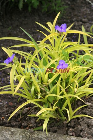 podeňka Sweet Kate - Tradescantia Sweet Kate