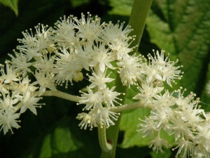 rodgersie znožená - Rodgersia podophylla