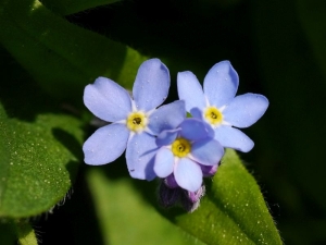 pomněnka lesní - Myosotis sylvatica