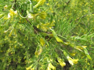 čimišník stromovitý Lorbergii - Caragana arborescens Lorbergii