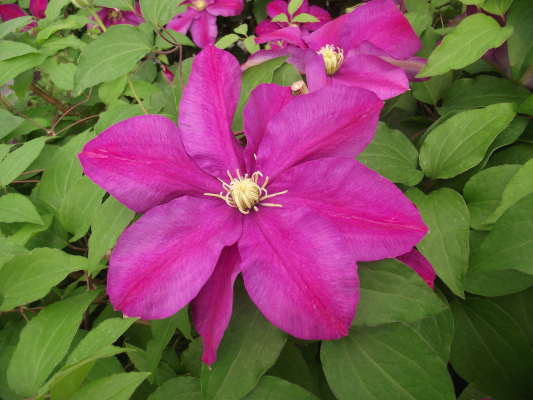plamnek Sunset - Clematis Sunset