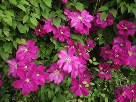plamnek Sunset - Clematis Sunset